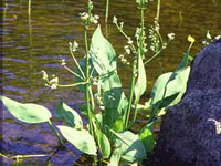 Alisma plantago aquatica